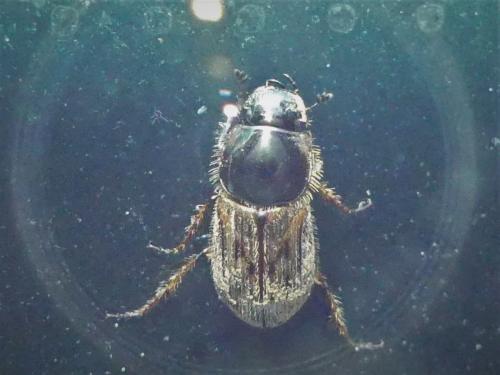 Nimbus contaminatus
